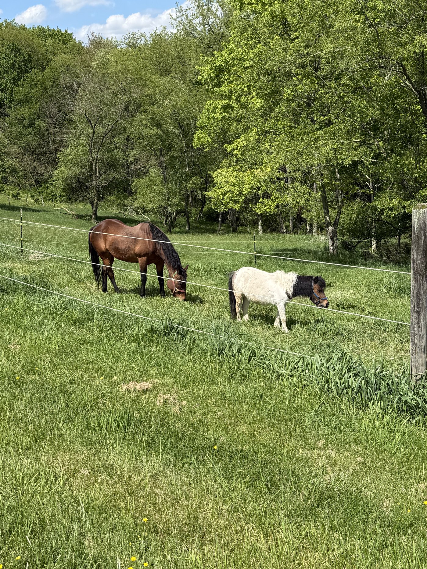 Horses grazing in the pasture at Boujee Barn Pet Resort's farm in Georgetown, PA