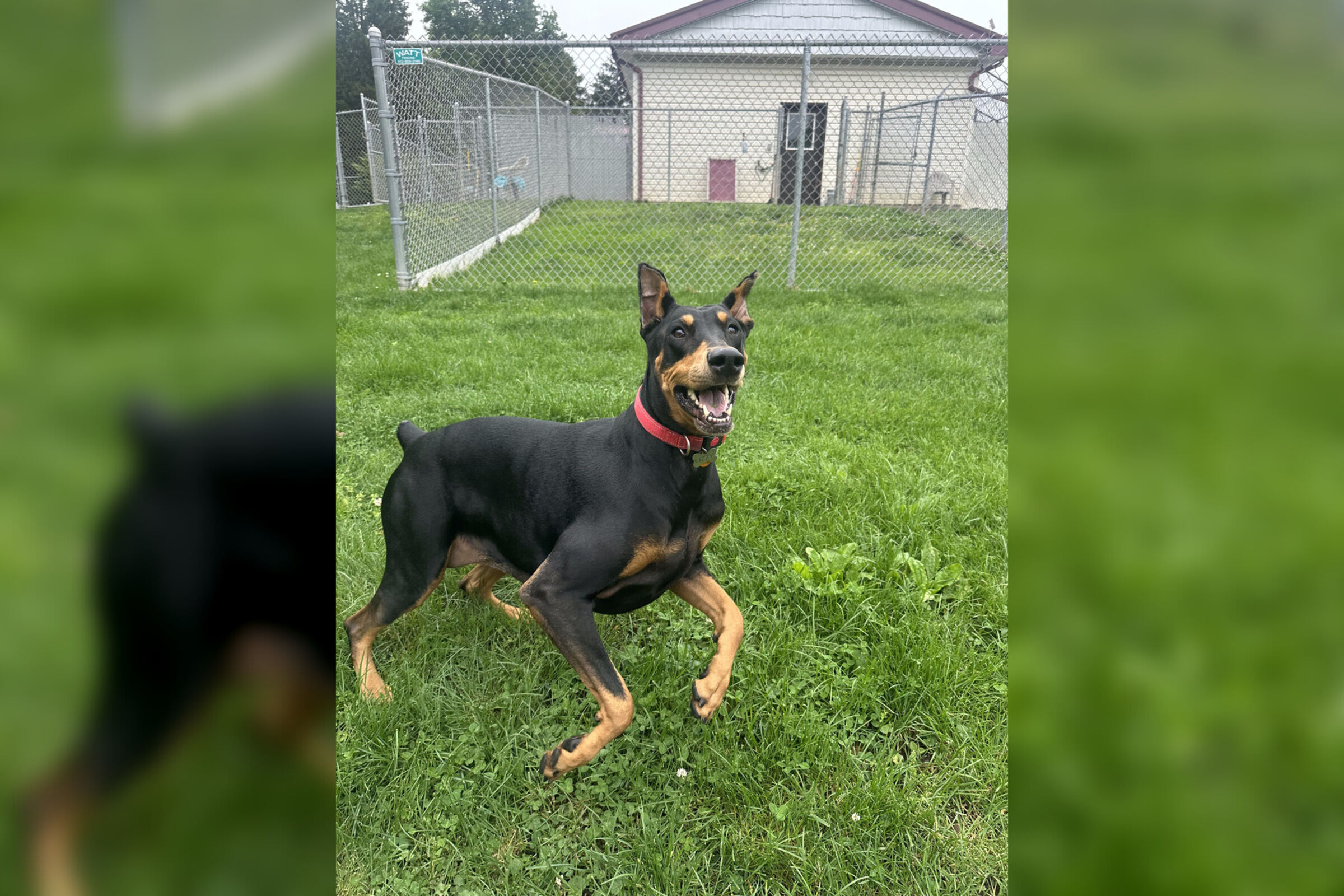 Happy dog mid-bounce during private yard time at Boujee Barn Pet Resort