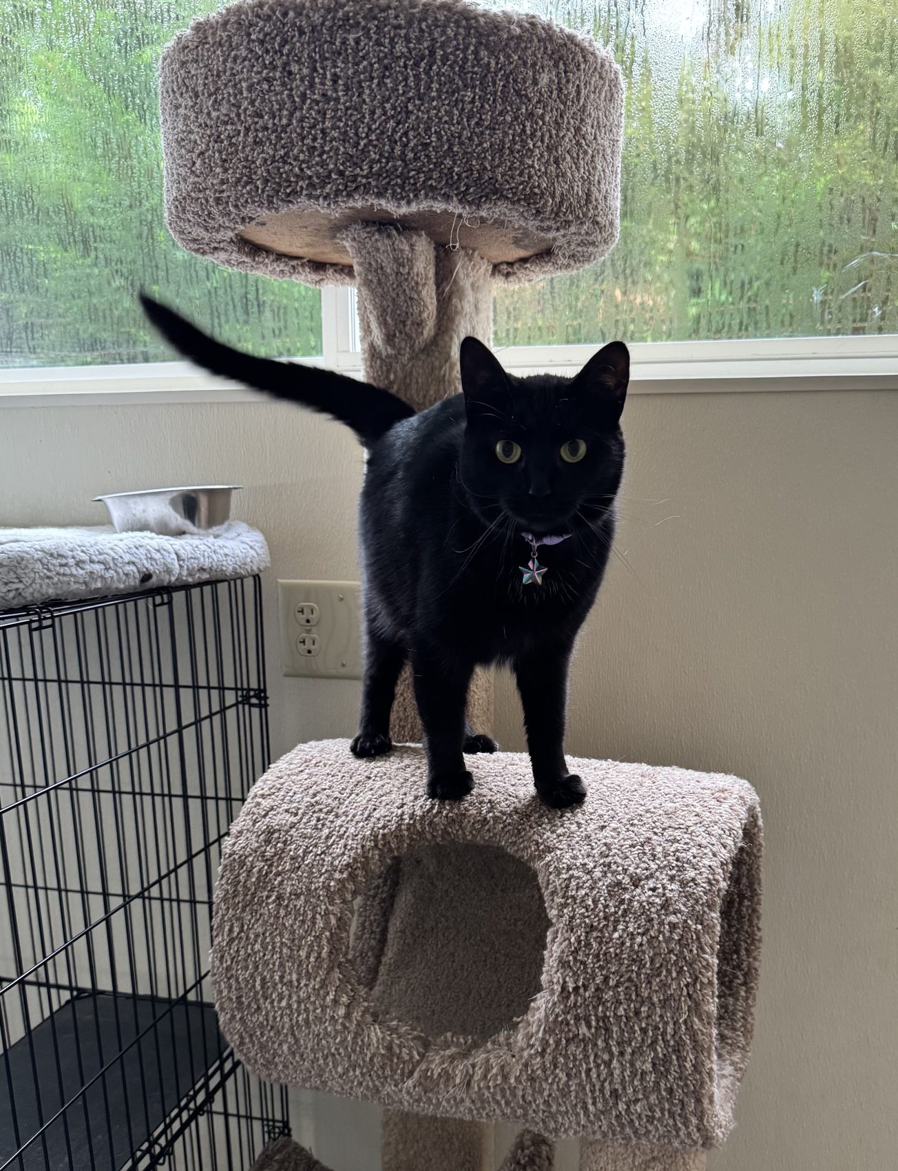 Cat on a cat tree in the separate, quiet cat boarding room