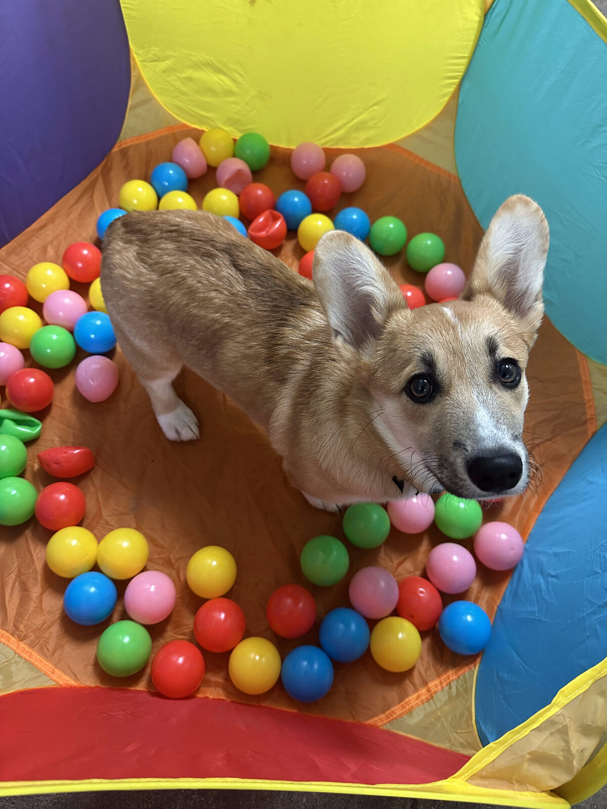 Dog enjoying a Day Stay in their own suite