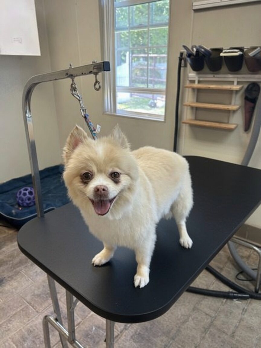 Freshly groomed dog at the Boujee Barn grooming spa near Pittsburgh